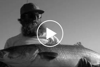 Giant Striped Bass on Topwater